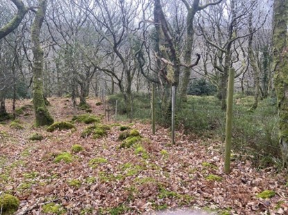 Deer-fenced property in Wicklow